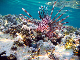 Lion Fish in the Red Sea in clear blue water hunting for food .