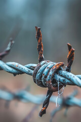 Close up photo of barbed wire