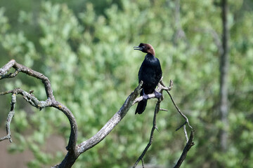 Pygmy cormorant (Microcarbo pygmaeus)