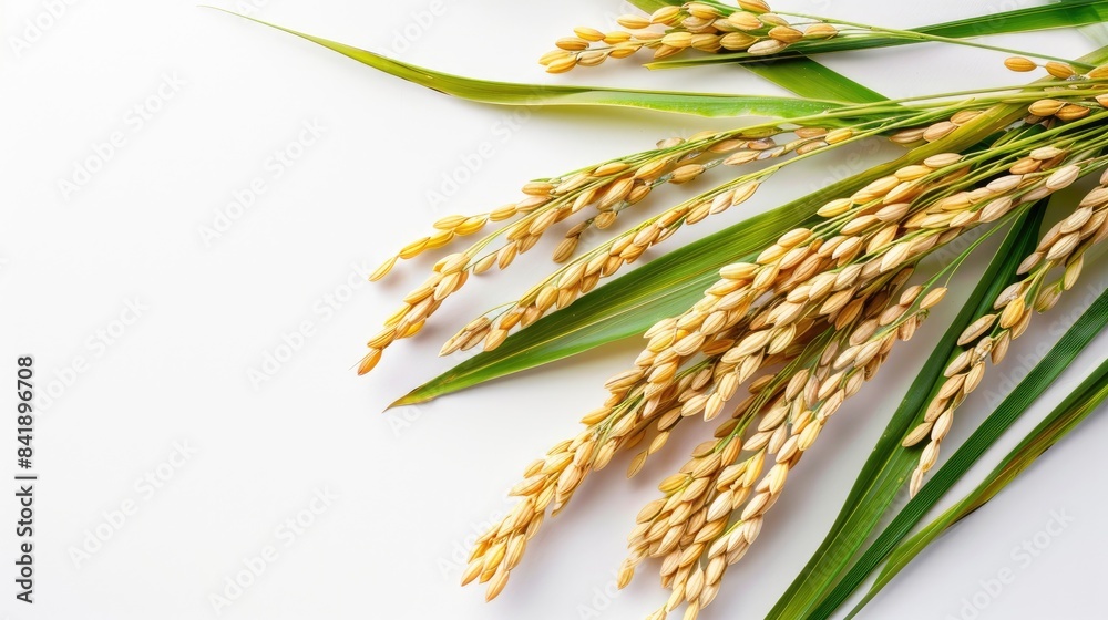 Wall mural isolated close up rice ear with leaf on white background