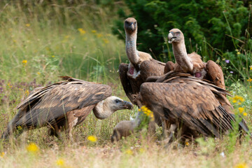 Vautour fauve,.Gyps fulvus, Griffon Vulture, Parc naturel régional des grands causses 48, Lozere, France
