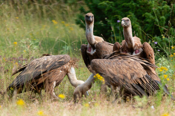 Vautour fauve,.Gyps fulvus, Griffon Vulture, Parc naturel régional des grands causses 48, Lozere, France
