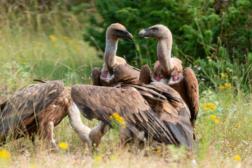Vautour fauve,.Gyps fulvus, Griffon Vulture, Parc naturel régional des grands causses 48, Lozere, France