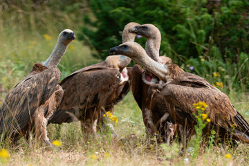 Vautour fauve,.Gyps fulvus, Griffon Vulture, Parc naturel régional des grands causses 48, Lozere, France