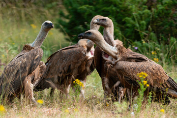 Vautour fauve,.Gyps fulvus, Griffon Vulture, Parc naturel régional des grands causses 48, Lozere, France