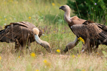 Vautour fauve,.Gyps fulvus, Griffon Vulture, Parc naturel régional des grands causses 48, Lozere, France