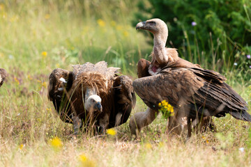 Vautour fauve,.Gyps fulvus, Griffon Vulture, Parc naturel régional des grands causses 48, Lozere, France