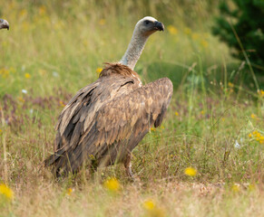 Vautour fauve,.Gyps fulvus, Griffon Vulture, Parc naturel régional des grands causses 48, Lozere, France