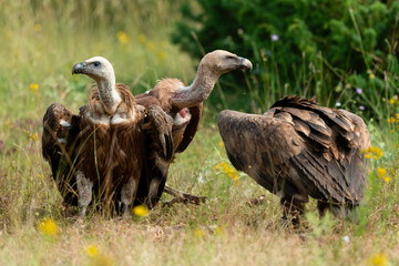 Vautour fauve,.Gyps fulvus, Griffon Vulture, Parc naturel régional des grands causses 48, Lozere, France