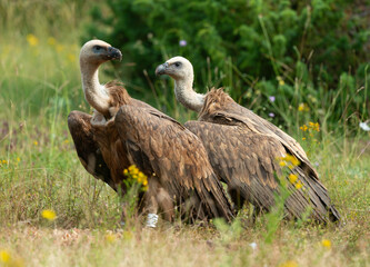 Vautour fauve,.Gyps fulvus, Griffon Vulture, Parc naturel régional des grands causses 48, Lozere, France