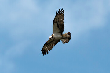 Balbuzard pêcheur, Pandion haliaetus, Western Osprey