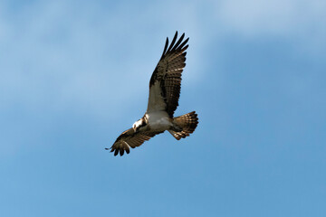 Balbuzard pêcheur, Pandion haliaetus, Western Osprey