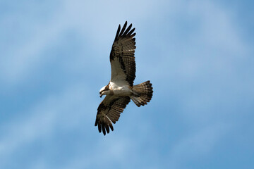 Balbuzard pêcheur, Pandion haliaetus, Western Osprey