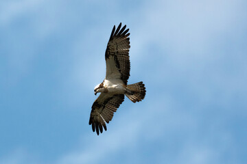 Balbuzard pêcheur, Pandion haliaetus, Western Osprey