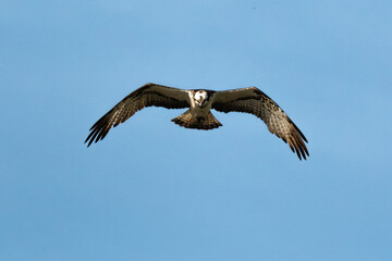 Balbuzard pêcheur, Pandion haliaetus, Western Osprey