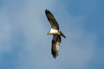 Balbuzard pêcheur, Pandion haliaetus, Western Osprey