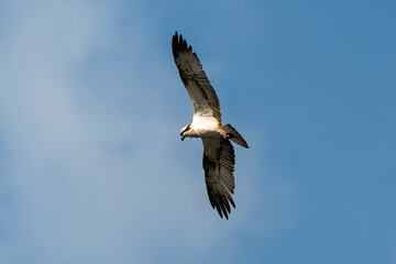 Balbuzard pêcheur, Pandion haliaetus, Western Osprey