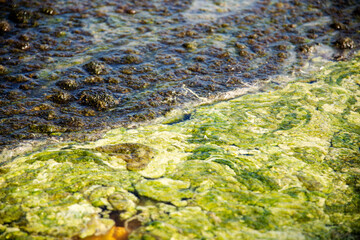 A detail of the colorful formations of toxic waste in the lake water, Solfatara locality, Pomezia,...