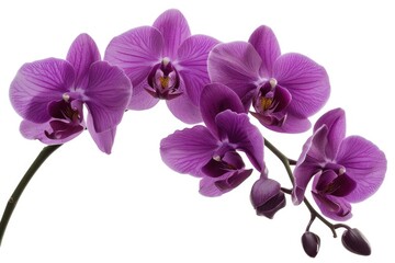 Fototapeta premium A close-up view of a single purple flower on its stem, with no background distractions