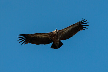 Griffon Vulture. Bird in flight.