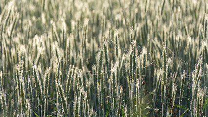Obraz premium landscape from a foggy morning, sunrise in the fog, blurred and blurred silhouettes of trees and plants