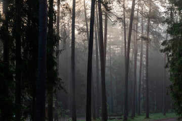 landscape from a foggy morning, sunrise in the fog, blurred and blurred silhouettes of trees and plants