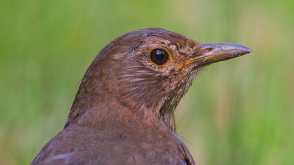 Turdus merula aka Eurasian or Common blackbird female head portrait.