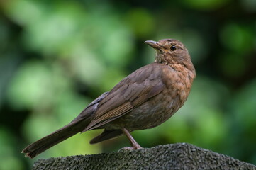 Turdus merula aka Eurasian or Common blackbird female close-up portrait. Common bird in Czech republic.