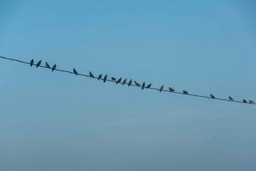 landscape from a foggy morning, sunrise in the fog, a family of birds on power lines