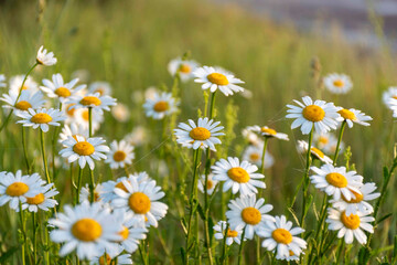 landscape from a foggy morning, sunrise in the fog, white daisies in the meadow © ANDA