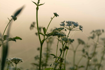 landscape from a foggy morning, sunrise in the fog, blurred and blurred silhouettes of trees and plants