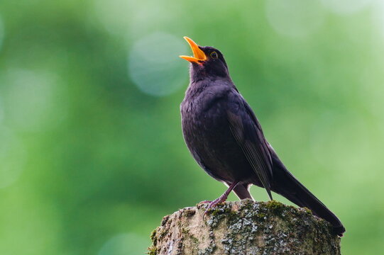 Eurasian blackbird aka The common blackbird or Turdus merula close-up portrait. Singing with open beak. Funny animal photo. Copy space.