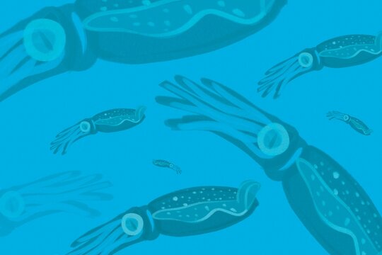 Various sizes of squid swimming in a blue ocean background