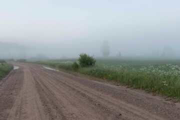 landscape from a foggy morning, sunrise in the fog, blurred and blurred silhouettes of trees and plants