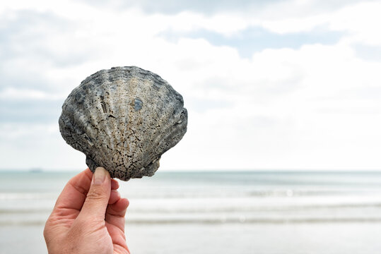 Large calcified scallop shell with holes caused by sponge against the sea