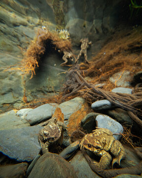 Common toads during mating season underwater