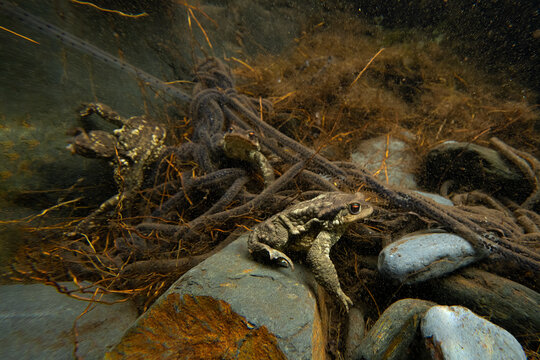 Common toads during mating season underwater