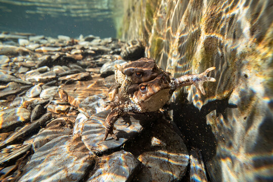 Common toads mating in their natural aquatic habitat