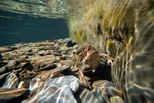 Common toads in mating season underwater
