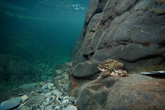 Common toads mating in their natural aquatic habitat