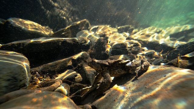 Common toad in natural underwater habitat