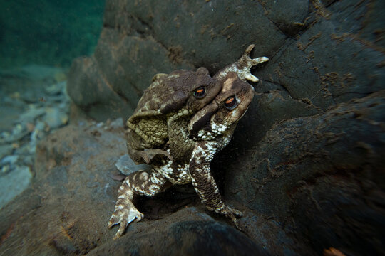 Common Toads in Mating Ritual on Rocky Surface