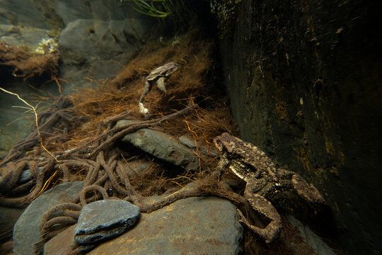 Common toads during mating season underwater