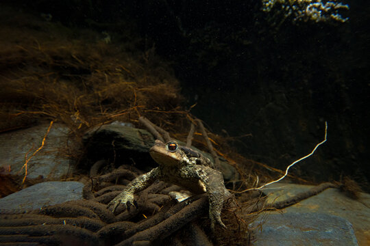 Common toads in mating season underwater