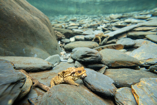 Common Toad in Natural Aquatic Habitat
