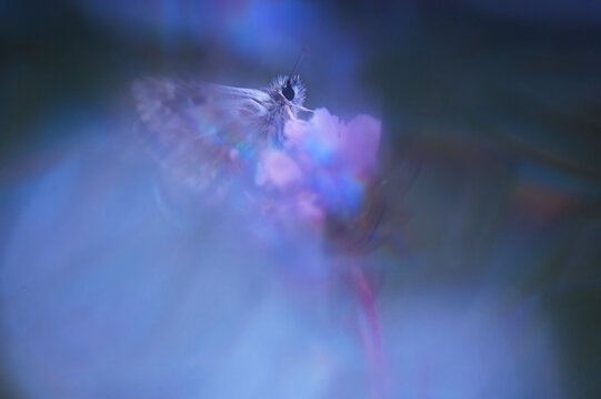 Red underwing skipper on abstract floral backdrop