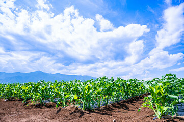 青空とトウモロコシ畑