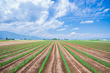 野菜畑　松本一本ねぎ
