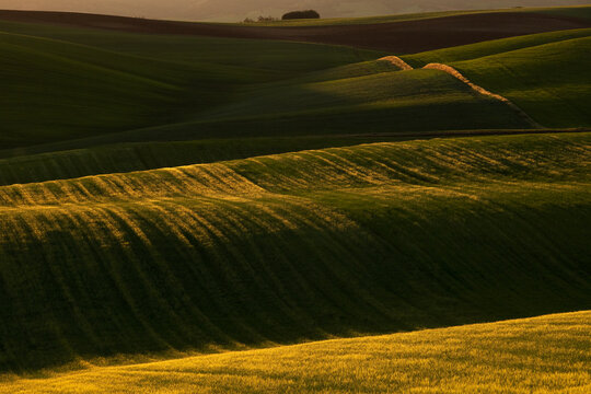 Golden light on rolling agricultural hills at sunset