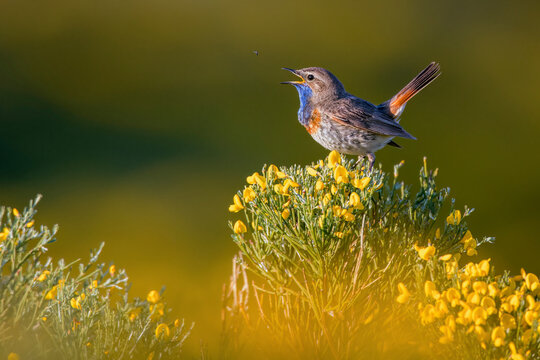 Songbird Serenades Amongst Spring Blossoms